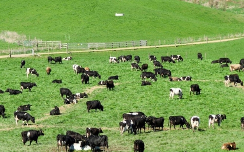 Bác Sĩ Thú Y Dr Bò - Chuyên Gia 10+ Năm Kinh Nghiệm Cho Mọi Loại Vật Nuôi