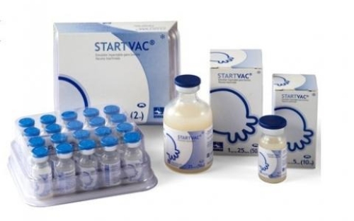 Vắc xin phòng viêm vú – STARTVAC