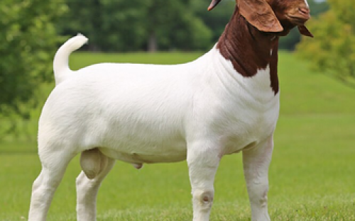 Phân phối tinh dê sữa – dê thịt