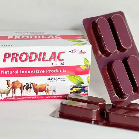 PRODILAC - MEN TIÊU HOÁ GIÚP CẢI THIỆN HỆ TIÊU HOÁ, HỖ TRỢ ĐIỀU TRỊ TIÊU CHẢY, TĂNG SẢN LƯỢNG SỮA,...