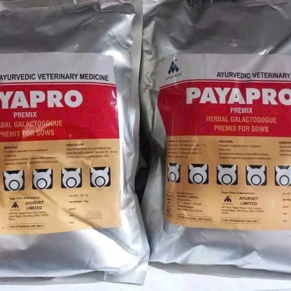PAYAPRO PREMIX - TĂNG CƯỜNG TIẾT SỮA-PHÁT TRIỂN BẦU VÚ-NGĂN NGỪA VIÊM VÚ 